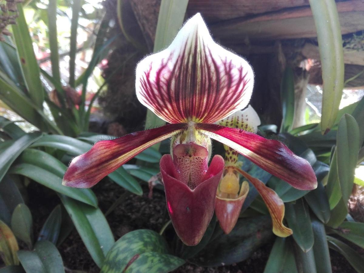Mi Jardin Encantado别墅 外观 照片