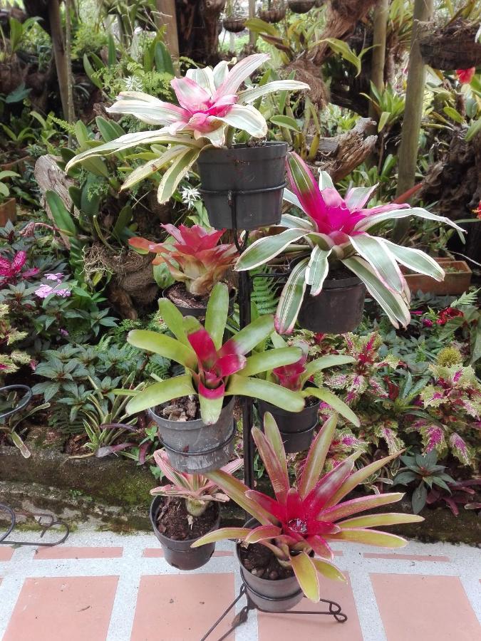 Mi Jardin Encantado别墅 外观 照片