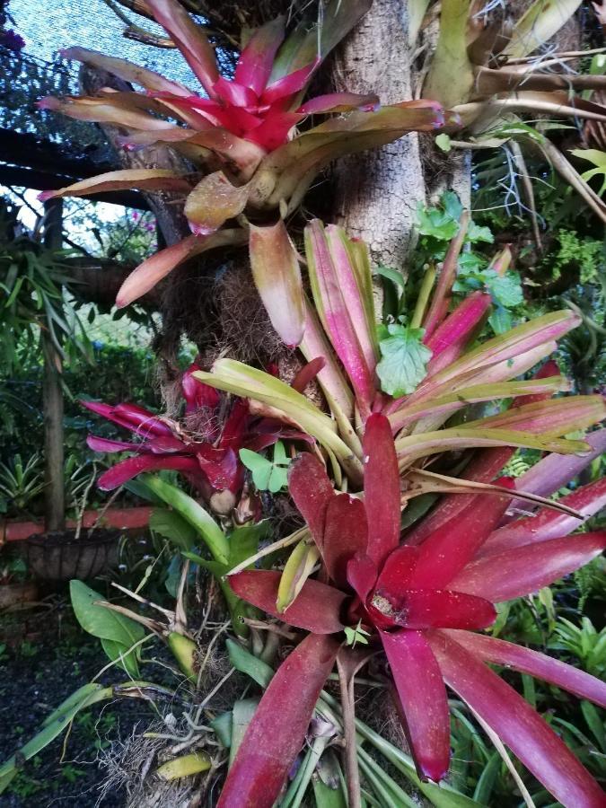 Mi Jardin Encantado别墅 外观 照片