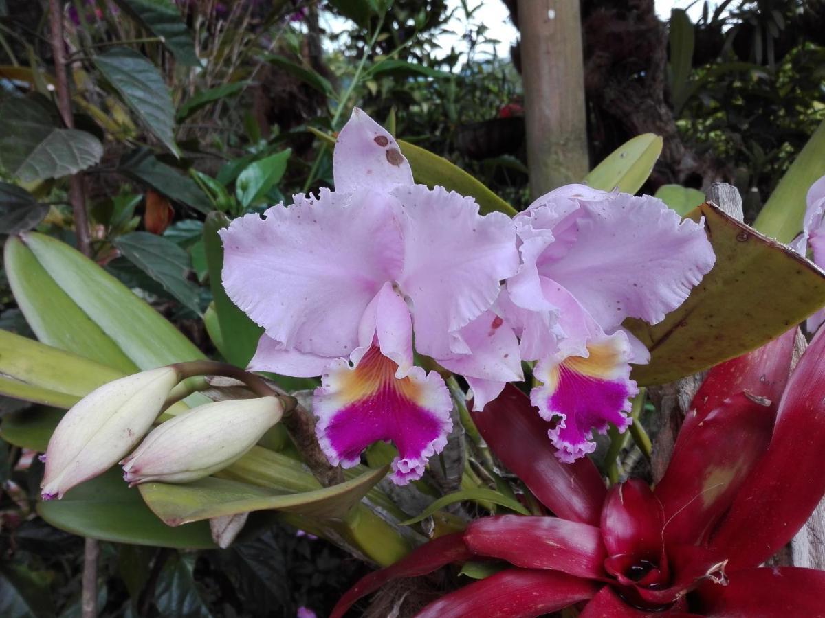 Mi Jardin Encantado别墅 外观 照片