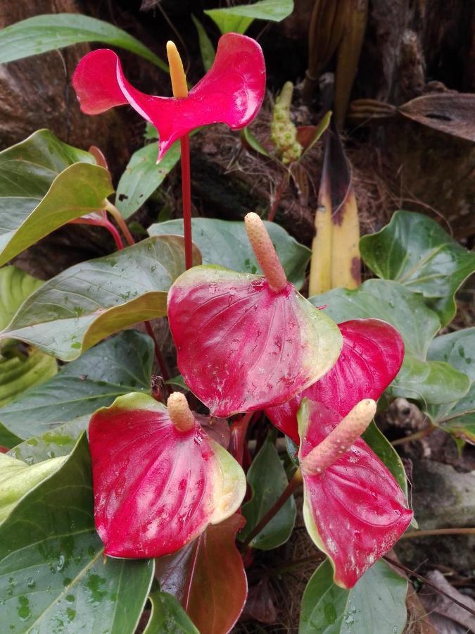 Mi Jardin Encantado别墅 外观 照片